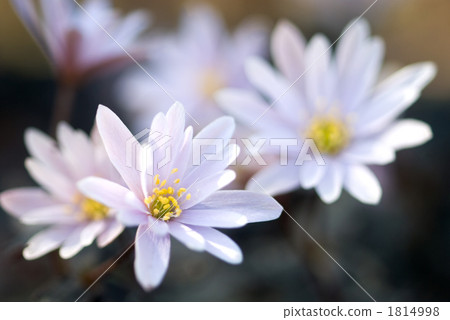 雪嗓子花 1814998