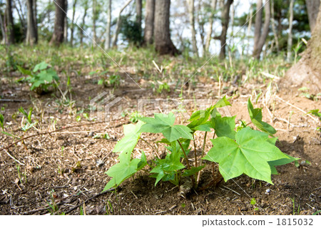 Young trees of fresh green 1815032