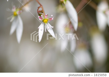 Yukinoshita的花 Yukinoshita的花 1815050