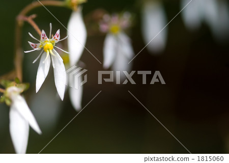 Up flowers of Yukinoshita 1815060