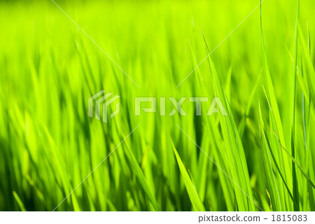 Green leaves of rice Green leaves of rice 1815083