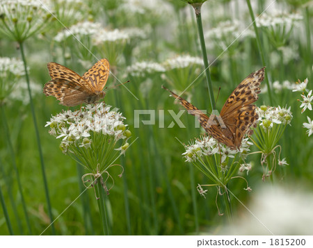 Midori Hyouton 1815200