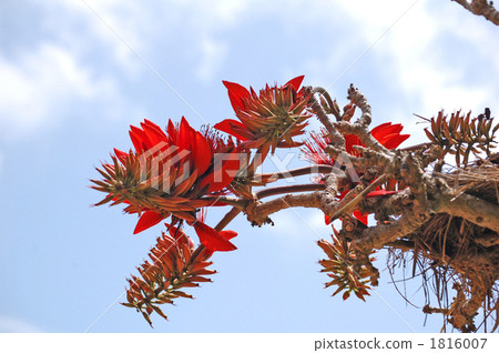 Deigo的花朵 1816007