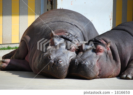 河馬的父母和孩子 1816650