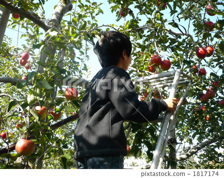 boy, man-child, apple picking 1817174