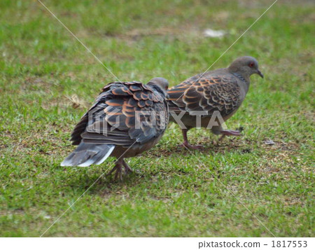 紅褐色斑鳩 東方斑鳩 鳥兒 1817553