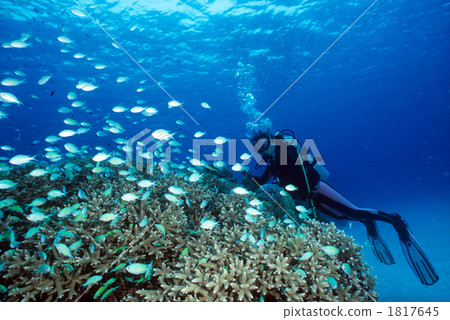 school of fish, watersport, scuba diving 1817645