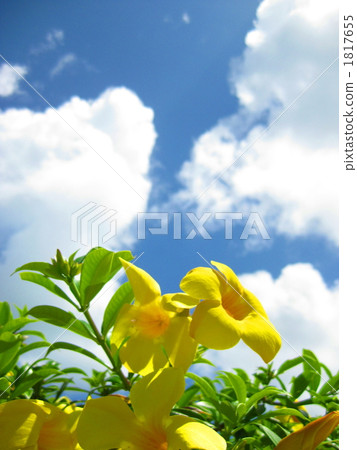 Allamanda Allamanda 1817655