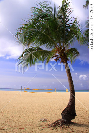 Palm tree Palm tree 1817659