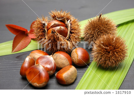 Chestnut  1817910