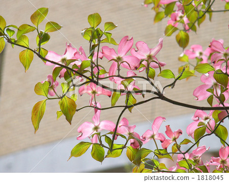 dogwood, Pink Flower, branch 1818045