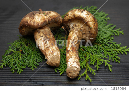 松茸蘑菇 1818064