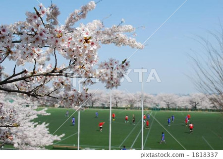 Cherry blossoms and soccer players collaborate Cherry blossoms and soccer players collaborate 1818337