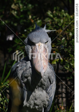 大型鳥類 鯨頭鸛 鳥兒 1818458