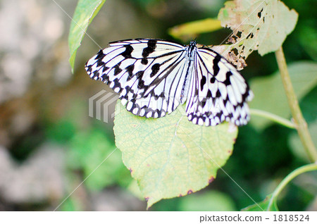 Leopard and leaf 1818524
