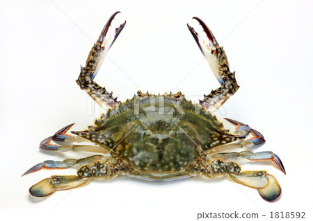 Raw crayfish 1818592