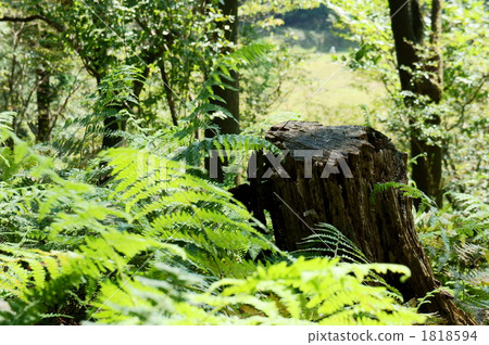 樹墩 植物 植物學 1818594