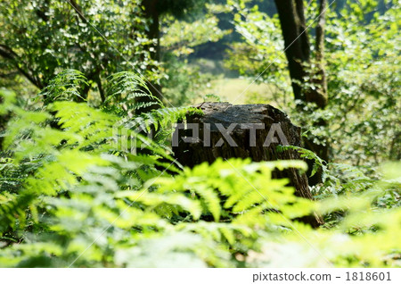 aichi prefecture, stub, stump 1818601