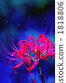 cluster amaryllis, bloom, blossom 1818806