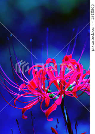 cluster amaryllis, bloom, blossom 1818806