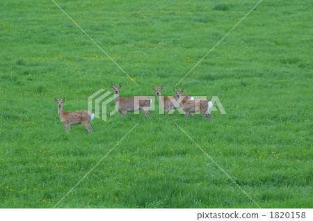 hokkaido sika, terrestrial animal, deer 1820158