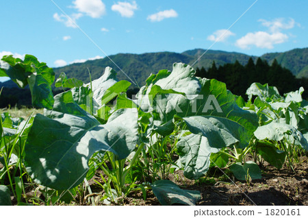 green leaf, vegetable field, broccoli field 1820161