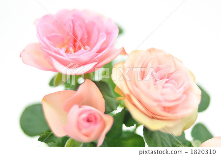 A cute pink mini-rose flower. 1820310