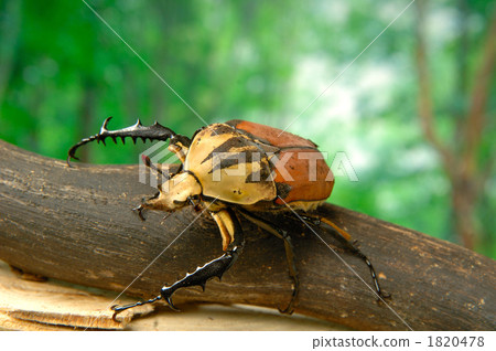 ObertürSeongnoHanamuguri 1820478