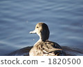 Water bird of Lake Ubonai 2 1820500