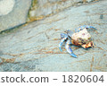 Hermit crab 1820604