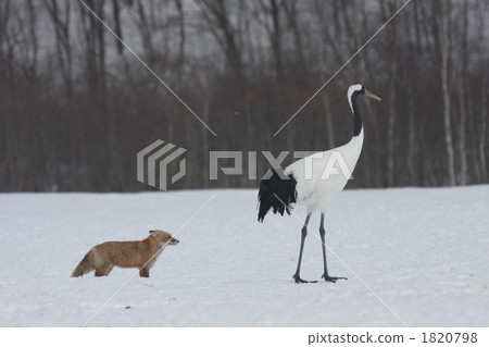 fox, ezo red fox, terrestrial animal 1820798