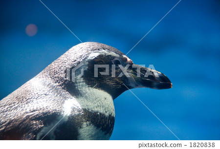 野生生物 海洋和河流哺乳動物 企鵝 1820838