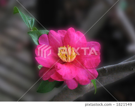 Szaka 1821549