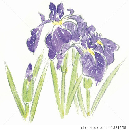 鳶尾花 1821558
