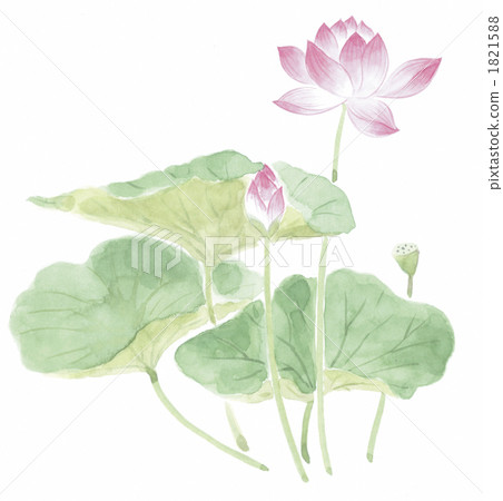 一朵蓮花 1821588