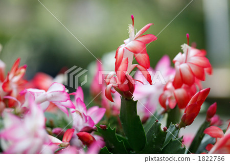 Beautiful Shakoba Saboten Beautiful Shakoba Saboten 1822786