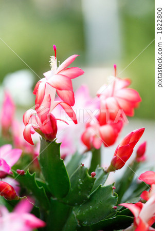 Beautiful Shakoba Saboten 1822800