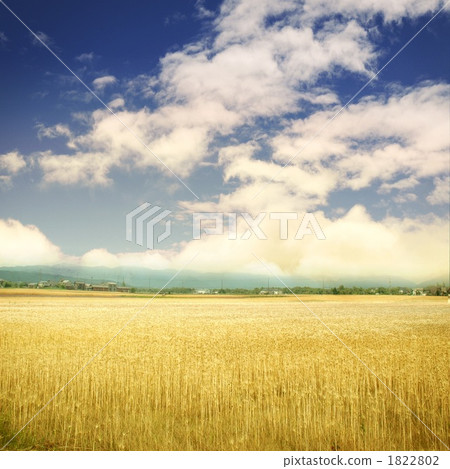 wheat, wheat field, wheatfield 1822802