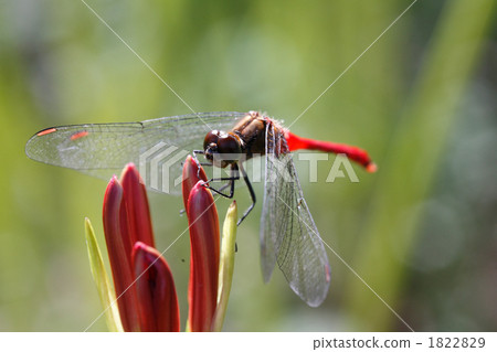 在群孤挺花雲彩停止的紅色蜻蜓 1822829