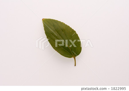 Enoki leaves Enoki leaves 1822995