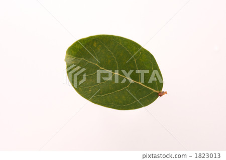 Leaves of crape mybs 1823013