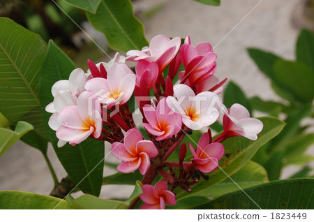 plumeria, foliage plant, plant 1823449