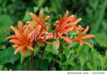 福克斯的剃須刀 1823480