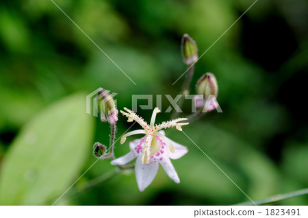 Yama Hototogisu 1823491