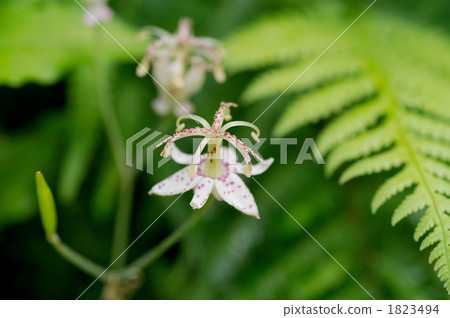 Yama Hototogisu 1823494