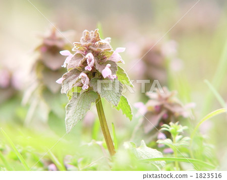 April, Oryza sativa L. / Labiatae 03 1823516