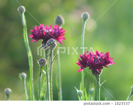 April Yagurumagiku · Asteraceae 17 April Yagurumagiku · Asteraceae 17 1823537