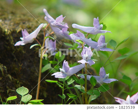 April Yamengosaku · Poppyidae 04 1823539