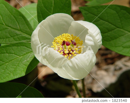 April Yamasakiyaku · Buttercup family 05 1823540