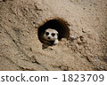 Meerkat peeking out of the hole 1823709